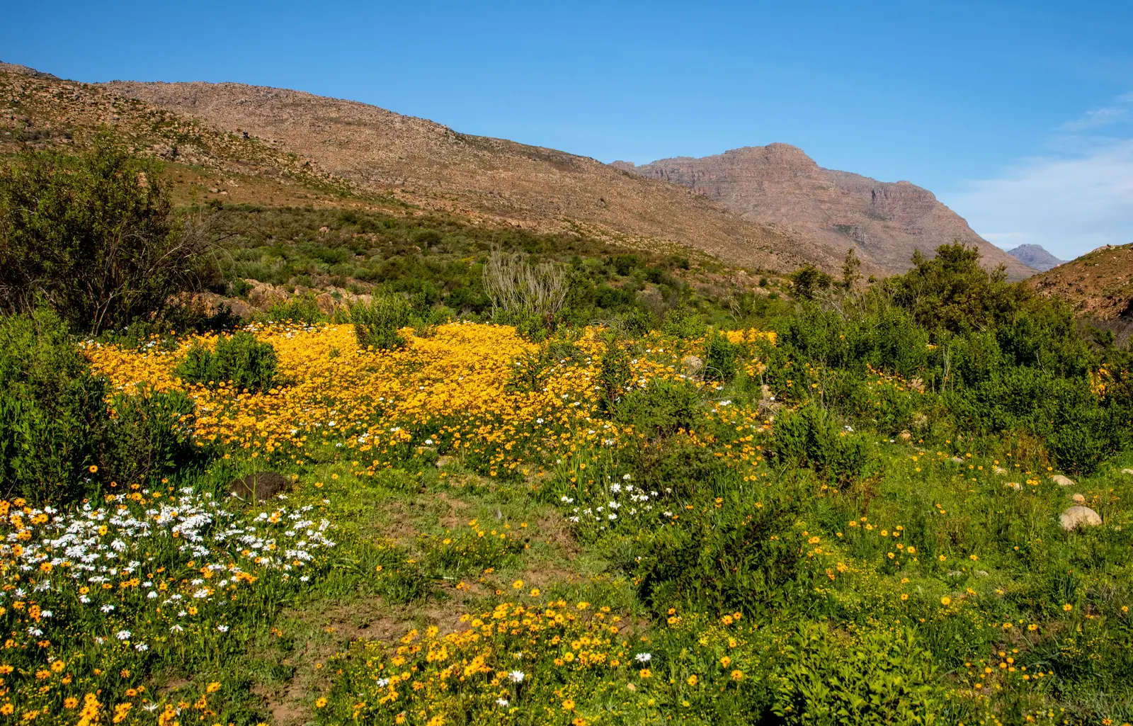 Gelbe und weiße Wildblumen vor den Cederberg Mountains bei Clanwilliam