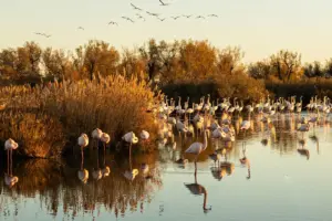 Flamingos rasten bei warmem Abendlicht in einem Feuchtgebiet der Camargue