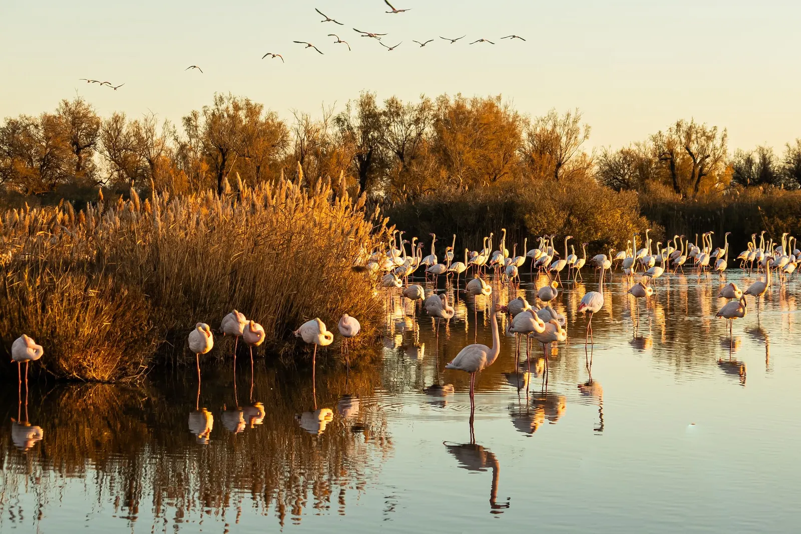 Flamingos rasten bei warmem Abendlicht in einem Feuchtgebiet der Camargue