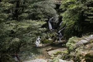 Kleiner Wasserfall zwischen moosbedeckten Felsen im dichten Wald von Yakushima