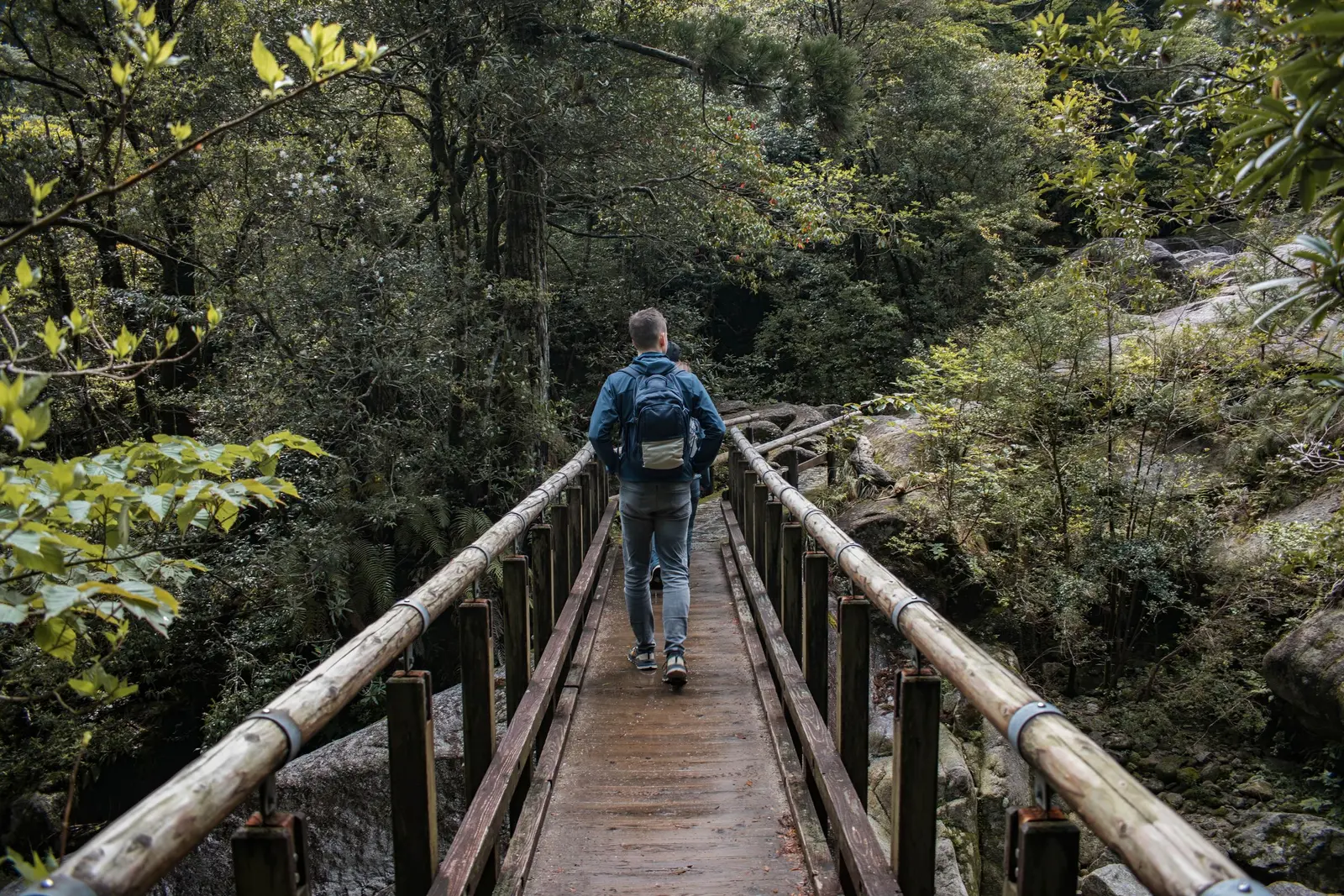 Wanderer auf einem Holzsteg zwischen Farnen und moosbedeckten Bäumen im Wald von Yakushima